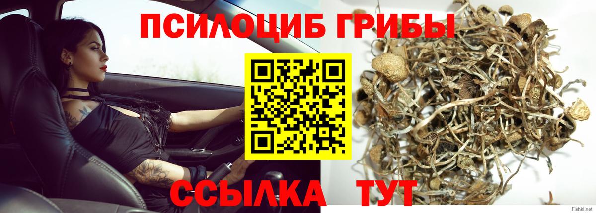 наркотики  Псилоцибиновые грибы Cubensis  Мурино  Галлюциногенные грибы GOLDEN TEACHER 